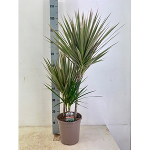 DRA MARG BICOLOR