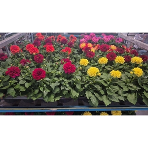 DAHLIA MIXK 5 KL