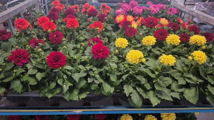 <h4>DAHLIA MIXK 5 KL</h4>