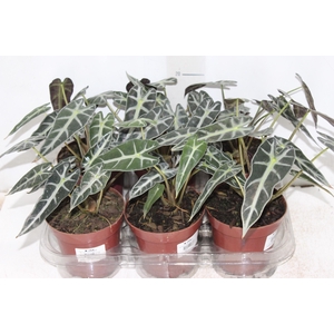 ALOCASIA PICOLLINI P12