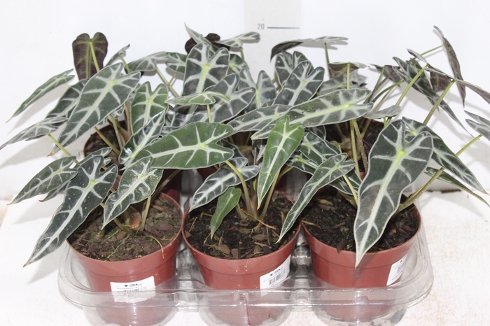 ALOCASIA PICOLLINI P12