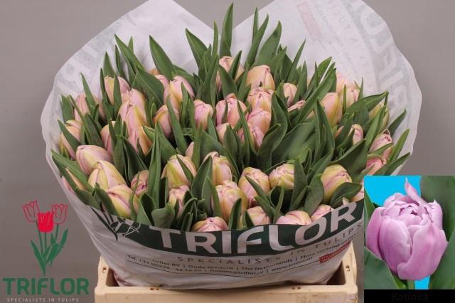 <h4>TU DU KATINKA</h4>