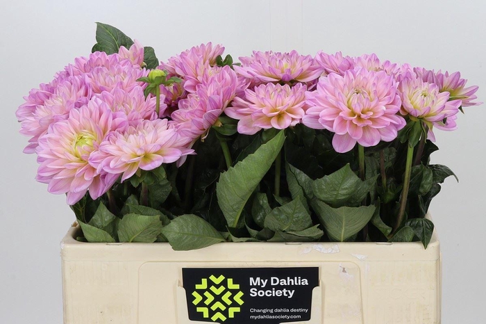 <h4>Dahlia DE 'Diana's Memory'</h4>