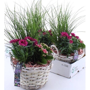 ARR TUINPLANTEN