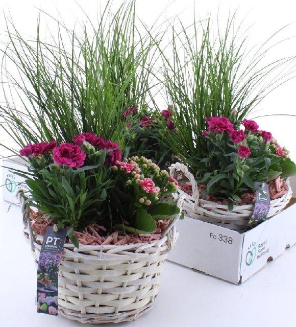 <h4>ARR TUINPLANTEN</h4>