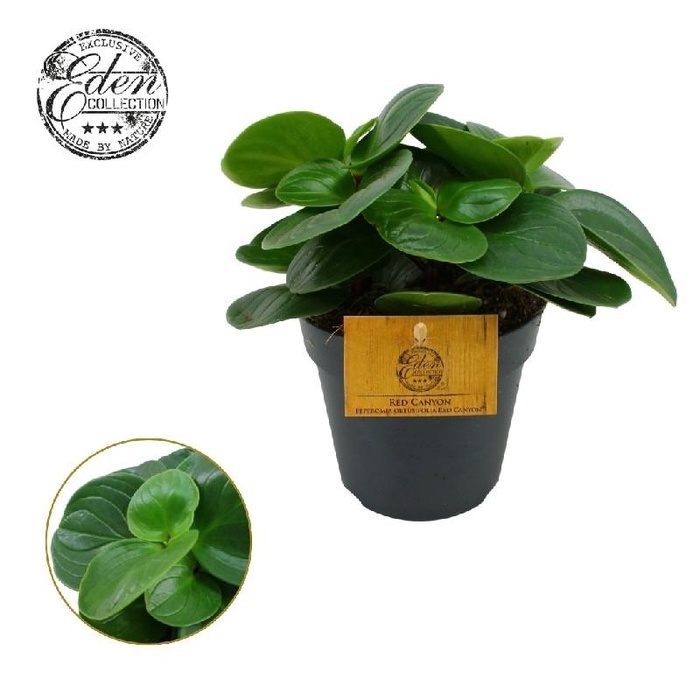 Peperomia obtusifolia Red Canyon