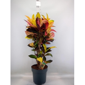 Codiaeum var. KL 'Mrs Iceton'