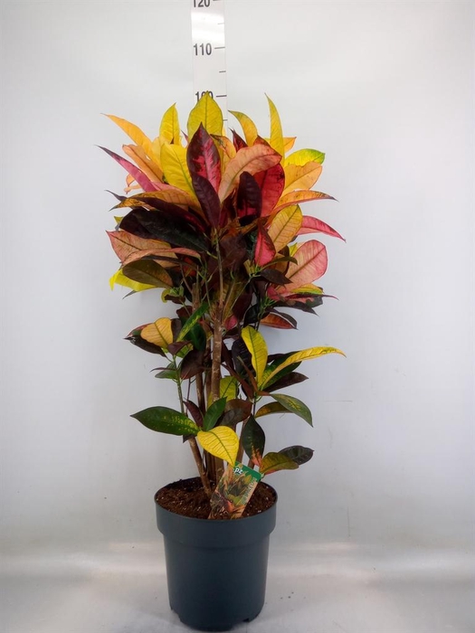 <h4>Codiaeum var. KL 'Mrs Iceton'</h4>