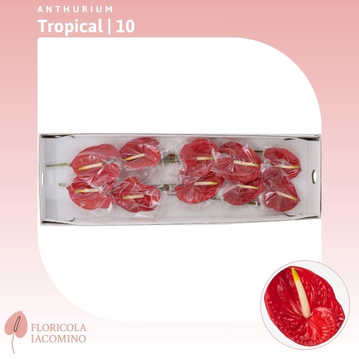 <h4>ANTH A TROPICAL</h4>