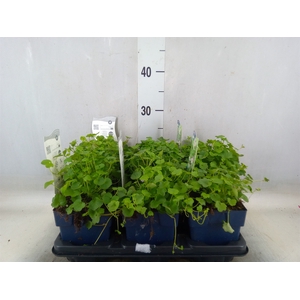 Cymbalaria muralis