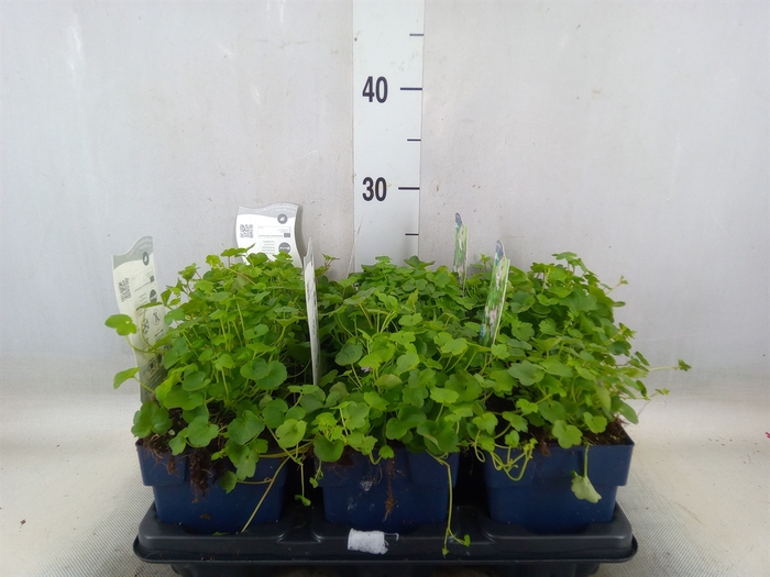 <h4>Cymbalaria muralis</h4>