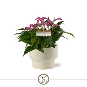 Athene Keramiek Taupe - Zizou