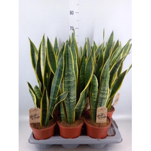 Sansevieria trifa. 'Laurentii'