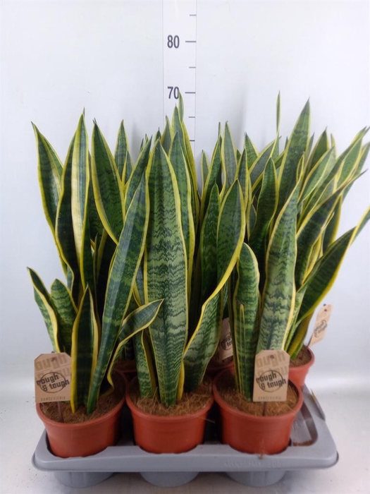 <h4>Sansevieria trifa. 'Laurentii'</h4>