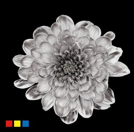 <h4>Chr T Altaj Grey</h4>