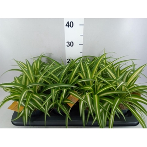 Chlorophytum com. 'Variegatum'
