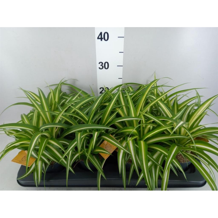 <h4>Chlorophytum com. 'Variegatum'</h4>