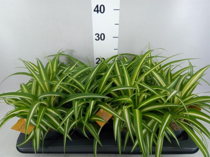Chlorophytum com. 'Variegatum'