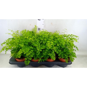 Adiantum raddi. 'Fragrans'