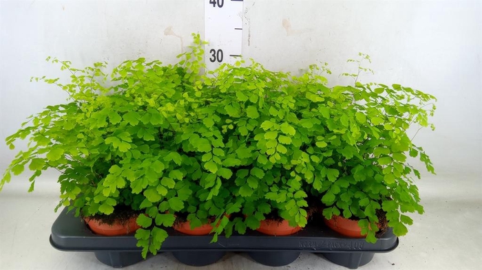 <h4>Adiantum raddi. 'Fragrans'</h4>