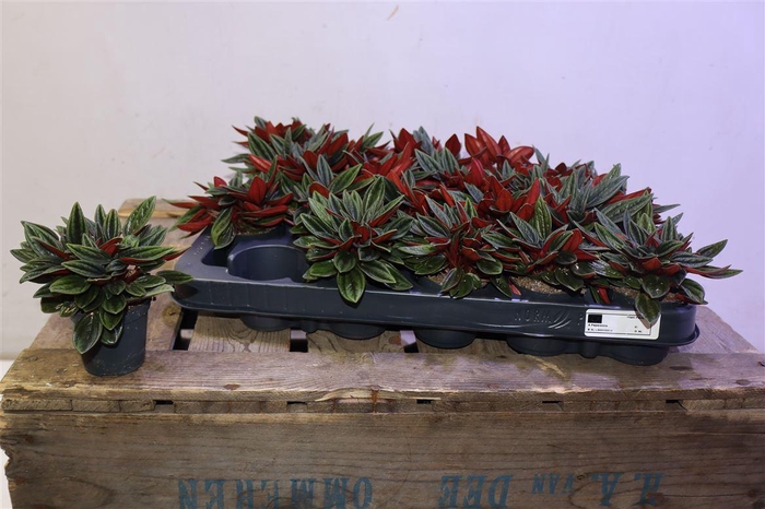 <h4>arr8 Pep Ca Rosso</h4>