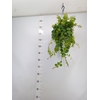 Aeschynanthus marmoratus