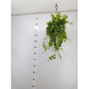 Aeschynanthus marmoratus