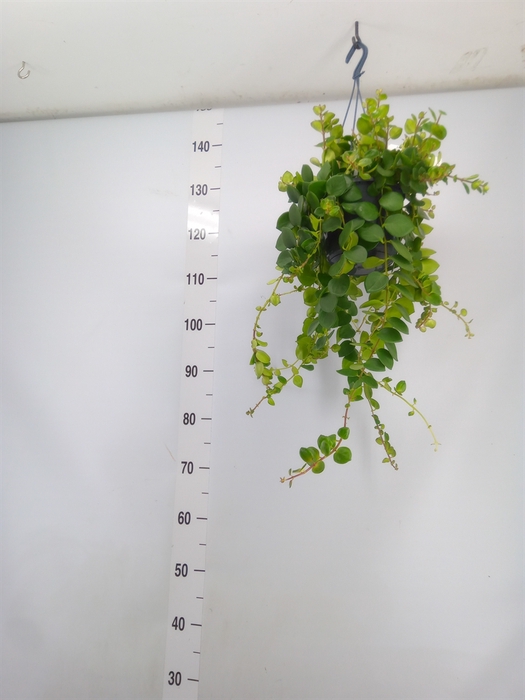 <h4>Aeschynanthus marmoratus</h4>