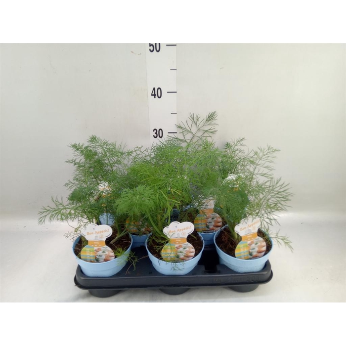 <h4>Anethum graveolens</h4>