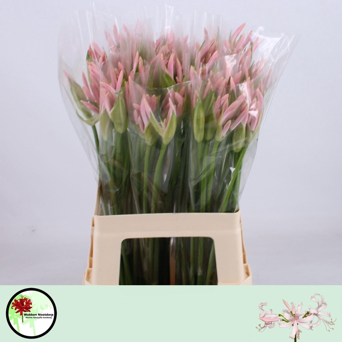 <h4>NE BO SOFIE</h4>