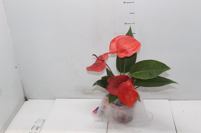 <h4>ANTHURIUM SCHERZERIANUM CHRISTINE P15</h4>