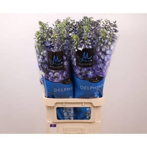 DELPHINIUM DU 'GUARDIAN BLUE'