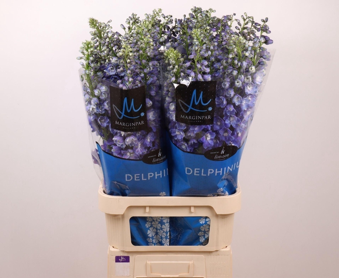 <h4>DELPHINIUM DU 'GUARDIAN BLUE'</h4>