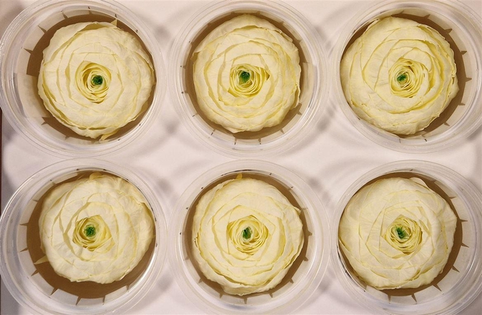 <h4>Ran Pres Creme</h4>