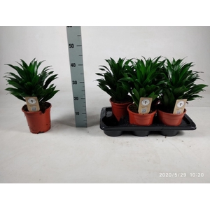 Dracaena Compacta