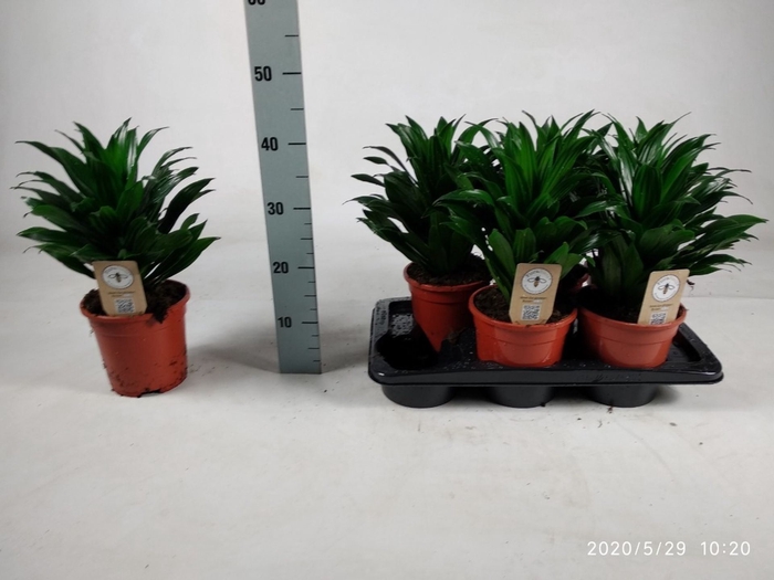 <h4>Dracaena Compacta</h4>