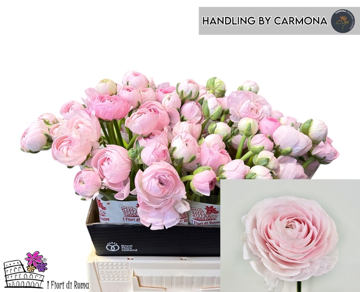 <h4>RAN SU LADY</h4>