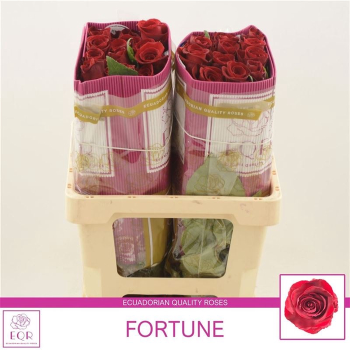 <h4>Rosa gr Fortune</h4>