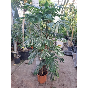Monstera Deliciosa Variegata bush met vrucht
