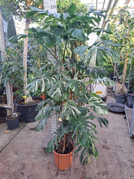 <h4>Monstera Deliciosa Variegata bush met vrucht</h4>