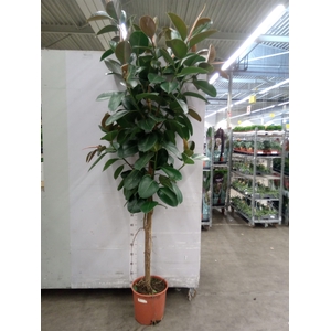 Ficus elastica 'Robusta'