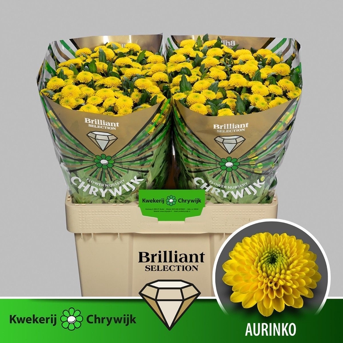 <h4>CHR SAN AURINKO BRILLIANT</h4>