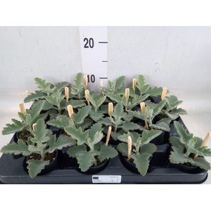 Kalanchoe NF beharensis