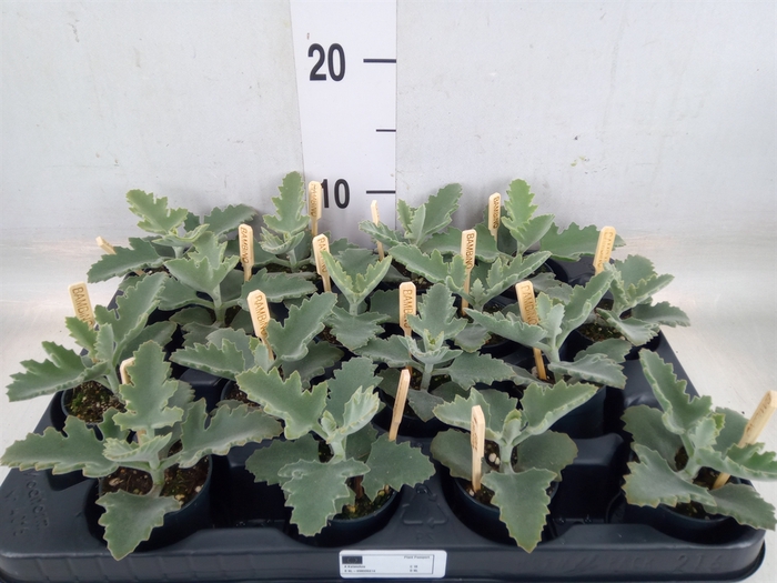 <h4>Kalanchoe NF beharensis</h4>