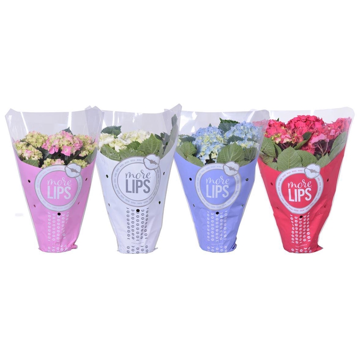 <h4>Hydrangea Gemengd 5-6 More Lips</h4>