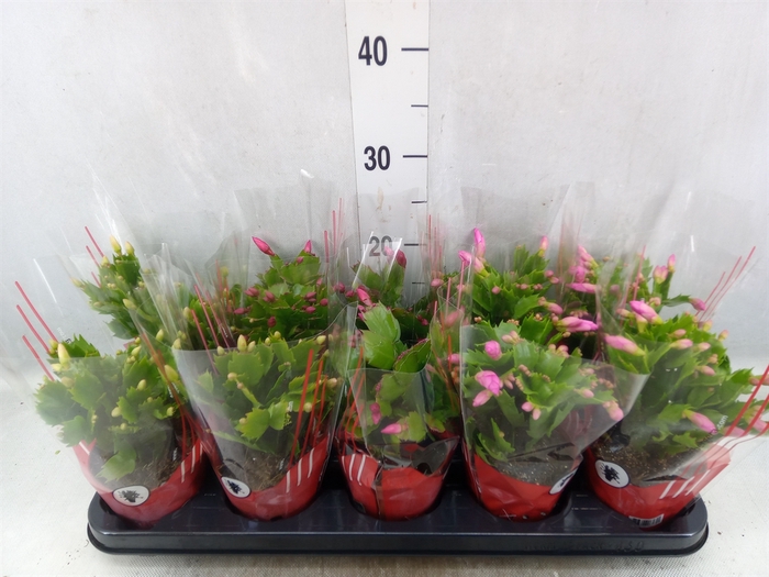 <h4>Schlumbergera   ...</h4>