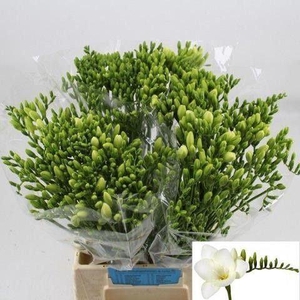 Freesia enk White River