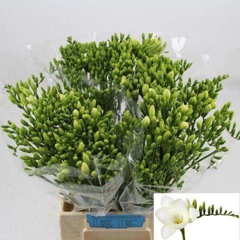 <h4>Freesia enk White River</h4>
