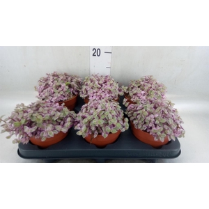 Callisia repens 'Rosato'