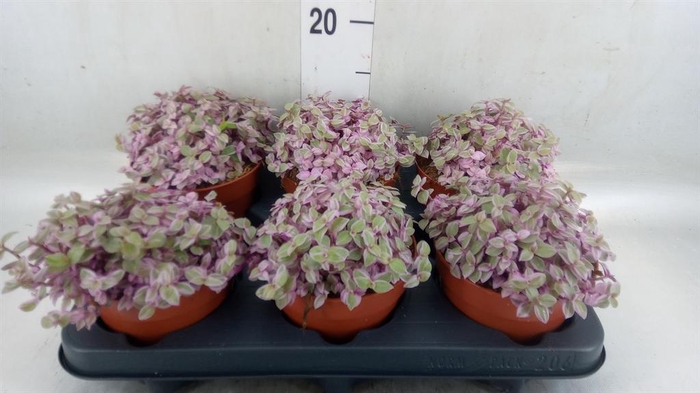 <h4>Callisia repens 'Rosato'</h4>